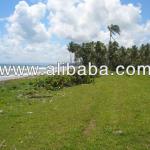 Prime Beachfront Land near Cabarete