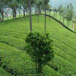 tea and coffee estate