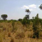 Prime Land in the coastal kenya