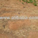 49.1 HECTARES OF FARM LAND, FOR SALE