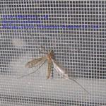 Newly insect proof net can be find in China