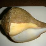 Volumpuri Shanku, conch shells-