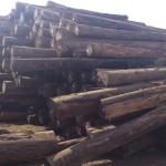 Eucalyptus log Vietnam for construction, making paper