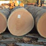 IROKO African hardwood logs-