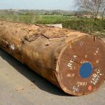 Sipo African hardwood logs