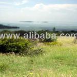 Land for sale 01