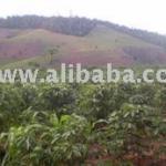 MARVELOUS LAND FARM FOR COFFEE AND EUCALIPTUS FOR SALE