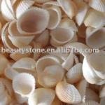 Natural Color Shell For Decoration