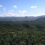 PALM OIL LAND FOR SALE 0173890994
